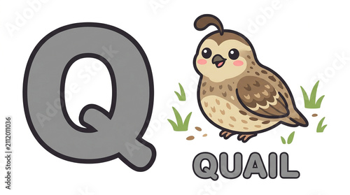 Quail Animal Alphabet Letter Q Educational Poster for Preschool Kids