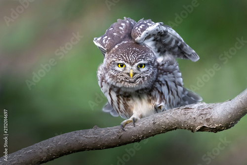 Little owl stretching wings