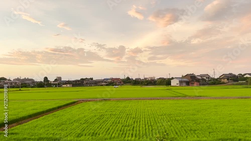 Rice Fields Blowing in Strong Wind Before a Storm in Japan
