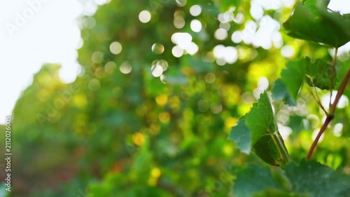 Slow motion video of grape vineyard in which camera moves alongside green foliage of vines against backdrop of circular bokeh effects caused by yellow sunlight. Background footage, additional footage