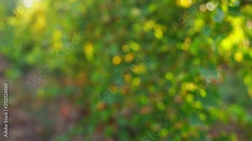 A natural video with a blurred background, in which the green foliage on the grape plantations is barely distinguishable in the form of round bokeh effects of yellow sunlight. Backdrop footage, b-roll