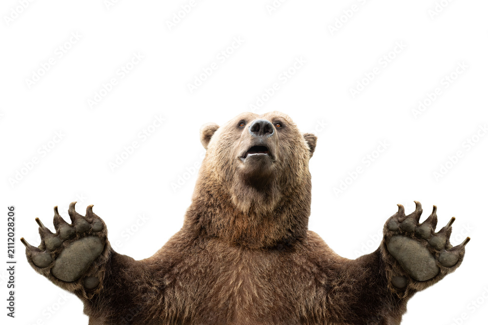 Obraz premium A brown bear looking up with raised paws on a transparent background.