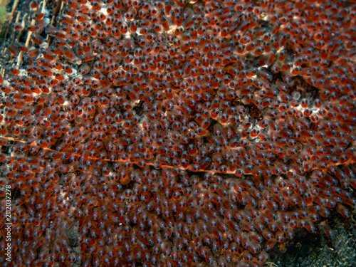 Anemone fish eggs, Gelege vom Anemonenfisch