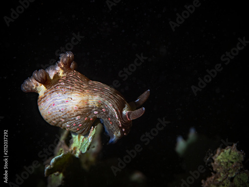 Dorid Nudibranch in the dark