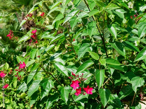 Cuadro en lienzo Spicy Jatropha (Jatropha integerrima) Ornamental bushy shrub producing flowers w