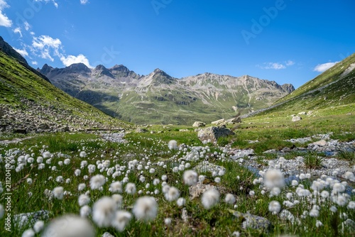 Greina-Ebene mit weissen Blumen – Wollgras auf der Hochebene, Graubünden