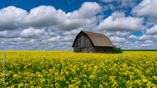 Blooming Canola Field with Rustic Wooden Barn under Dramatic Clouds in Spring