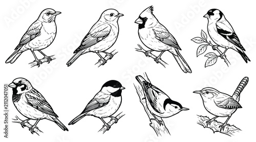 Cuadro en lienzo Vintage songbird illustration set, 8 hand drawn garden bird vector sketches, bla