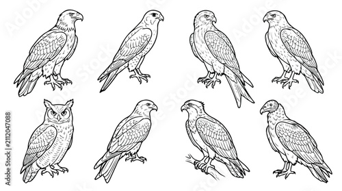 Konstfotografi Vintage birds of prey vector set, 8 hand drawn eagle and owl illustrations, blac
