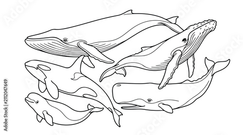 фотографія Hand drawn whale collection vector, black and white marine mammal line art, set