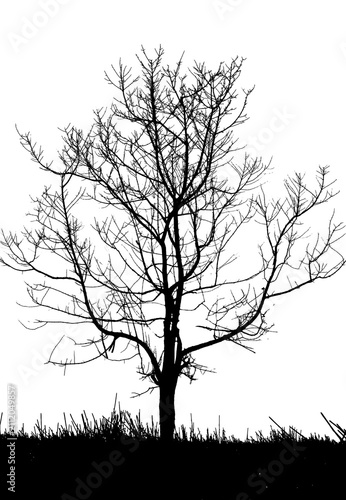 Silhouette Tree and Grass Transparent Background 