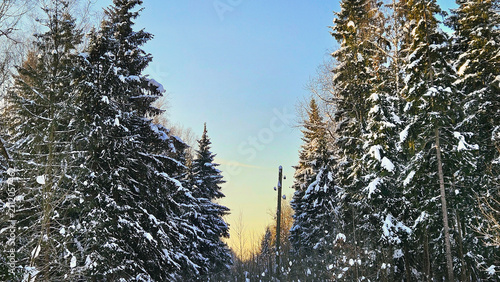 Sunset in winter forest