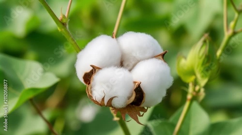 Fluffy White Cotton Boll with Brown Sepals on Natural Plant Background