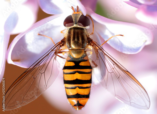 Wasp mimicking hoverfly Syrphidae resting on purple lilac flower macro