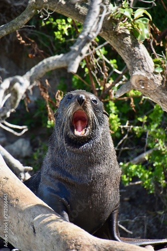 New Zealand fur seal (Kekeno) vocalizing with open mouth near coastal trees at Bushy Beach, Cape Wanbrow