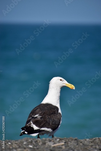 Kelp gull standing on the pebble beach in Napier