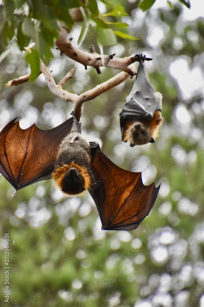Fototapeta premium Grey-headed flying fox hanging upside down displaying anatomy