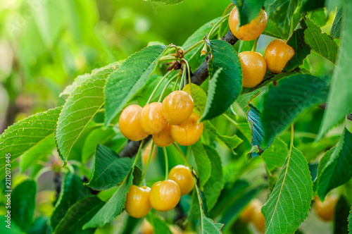 Canvastavla Golden cherries ripen on the branch amidst lush green leaves in sunlight
