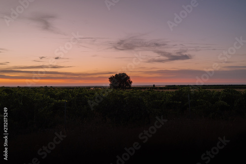 Картината върху платно Atardecer en un viñedo de Castilla y León