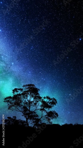 Dancing lights illuminate silhouetted trees under a starry sky in a mesmerizing northern lights timelapse