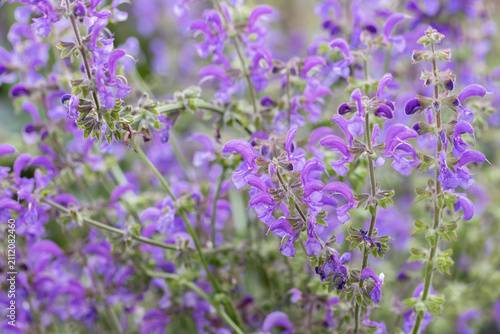 Closeup of blossoms of wild meadow sage (Salvia pratensis). Ideal as background for gardening magazines.