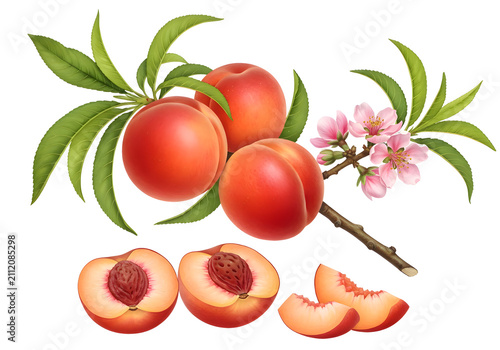 vintage botanical illustration of peach branch with sliced ripe fruits