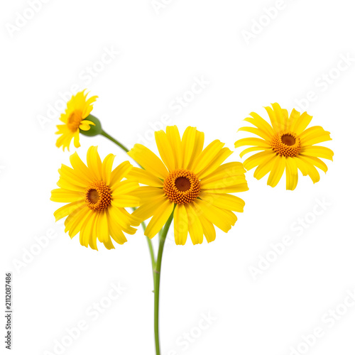 Bright yellow gerbera daisies blooming in natural light with green stems isolated on white background