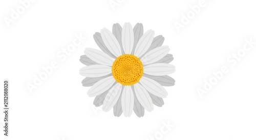 Simple illustration of a daisy flower.