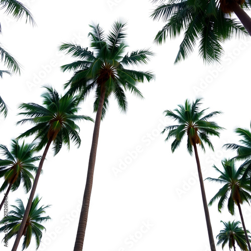 Tall Palm Trees Against Overcast Sky in Tropical Landscape