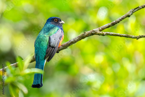 Bild auf Leinwand Surucua Trogon (Trogon surrucura) perched on a branch in Atlantic Forest ( Mata Atlântica), São Paulo, Rio de Janeiro, Brazil