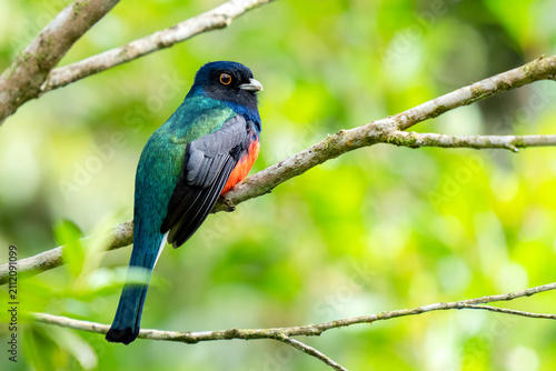 Bild auf Leinwand Surucua Trogon (Trogon surrucura) perched on a branch in Atlantic Forest ( Mata Atlântica), São Paulo, Rio de Janeiro, Brazil