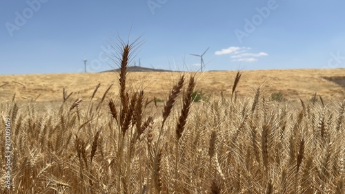 Cuadro en lienzo Golden wheat field swaying in the wind under a clear blue sky, with distant wind turbines on rolling hills—nature and renewable energy harmonizing in a wide, serene landscape