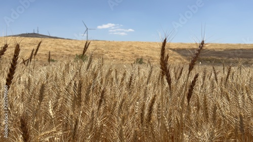 Fotografía Golden wheat field swaying in the wind under a clear blue sky, with distant wind turbines on rolling hills—nature and renewable energy harmonizing in a wide, serene landscape