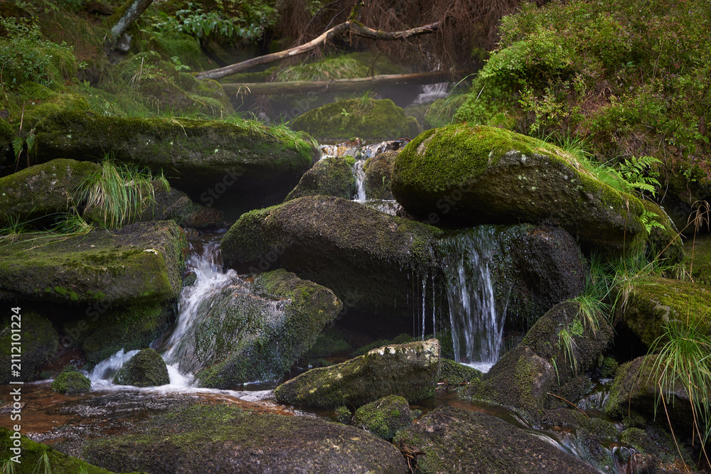 Fotografía Mossy Forest Stream Cascade