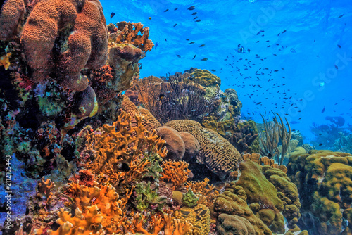 Caribbean coral garden, underwater roatan