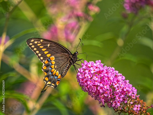 Canvas Print Common  buckeye butterfly