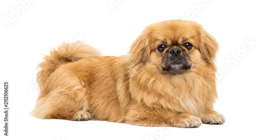 Photography Fluffy Tibetan Spaniel dog with golden fur lying down on a white background