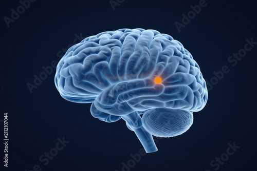 Human Brain Anatomical Visualization with Highlighted Area