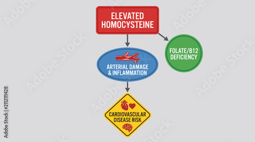 Foto Homocysteine Elevated Level Cardiovascular Disease Risk Factor Diagram