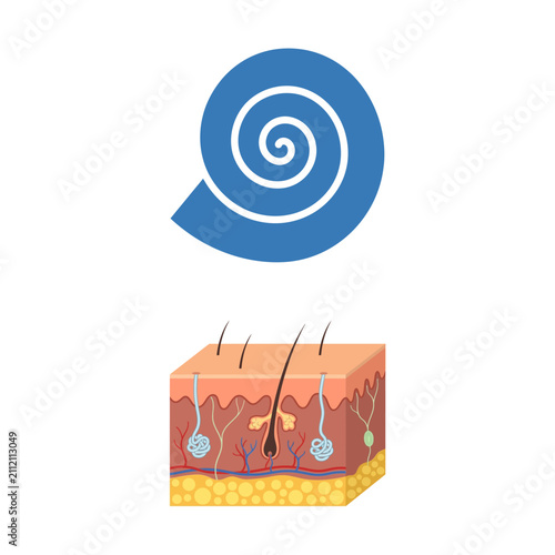 Photography Human skin structure cross-section illustration and blue cochlea ear symbol