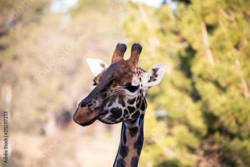 Photography Giraffe Portrait Wildlife Nature Photography Outdoors