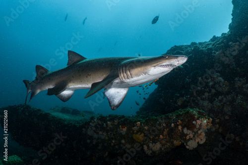 Sand tiger shark swimming along coral reef underwater