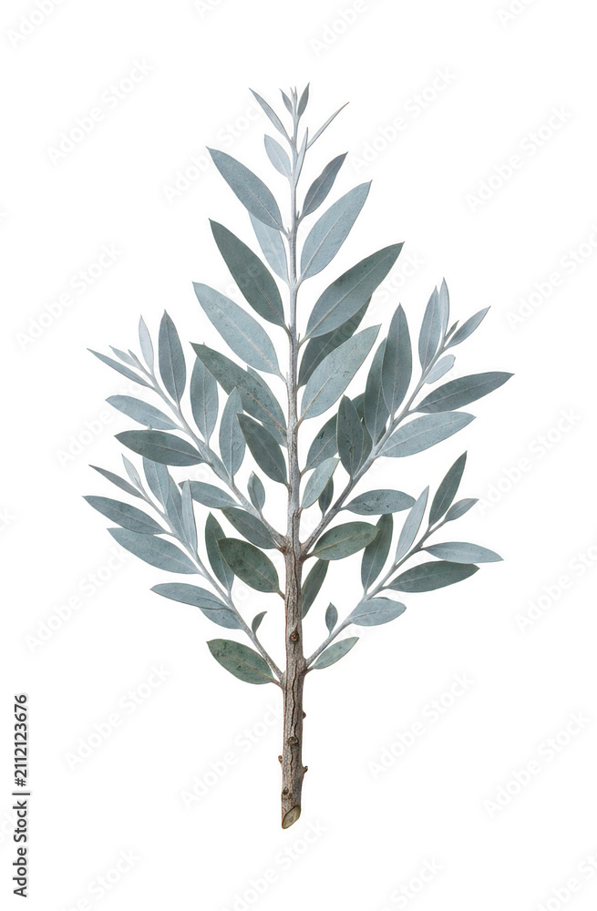 Fototapeta premium Elegant silvery branch png Rustic botanical branch png Sage green branch png Minimalist plant isolated transparent background image