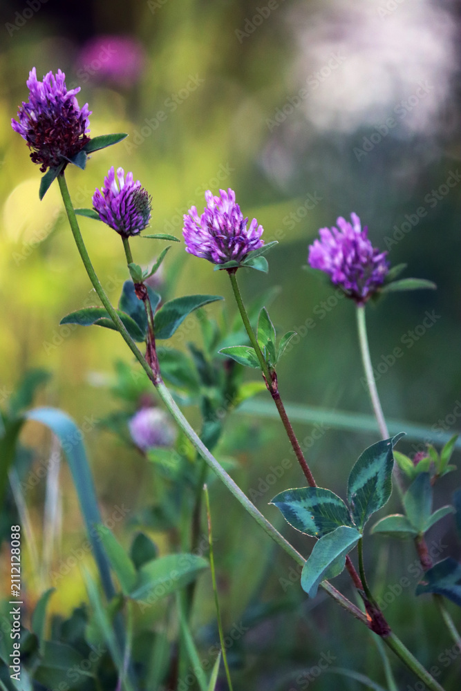 Fototapeta premium Delicate clover flowers in the sunlight. A walk in the summer forest. Beautiful natural background. Blurred green background. The beauty of nature. Summer landscape.