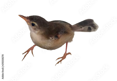 Bild auf Leinwand Small brown fledgling bird walking on a transparent background with detailed plu