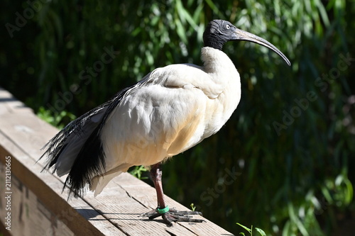фотографія Australian white ibis