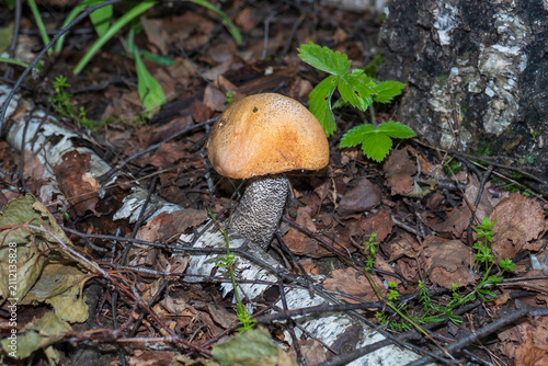 Foto Mushroom red-capped scaber stalk (Leccinum aurantiacum) among grass