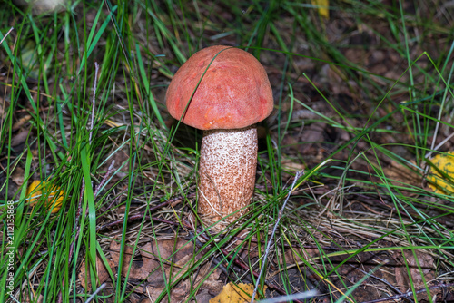 Obraz na plátne Mushroom red-capped scaber stalk (Leccinum aurantiacum) among grass