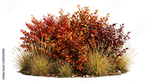 Decorative autumn shrubs with vibrant orange, red, and golden foliage isolated on white background, dense bushy garden plants, seasonal fall vegetation, colorful ornamental branches, natural landscapi