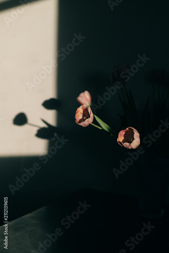 Pink tulip in window light and shadow